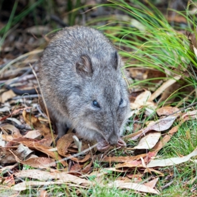 Potorous tridactylus (Long-nosed Potoroo) at Paddys River, ACT - 16 Mar 2024 by IanH