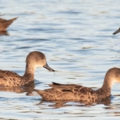 Anas gracilis (Grey Teal) at Drouin, VIC - 18 Mar 2024 by Petesteamer