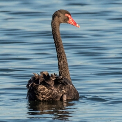 Cygnus atratus (Black Swan) at Drouin, VIC - 18 Mar 2024 by Petesteamer