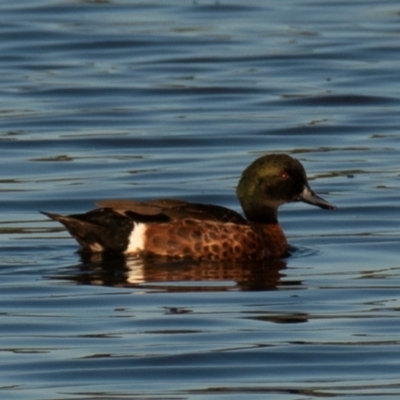 Anas castanea (Chestnut Teal) at Drouin, VIC - 18 Mar 2024 by Petesteamer