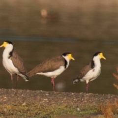 Vanellus miles (Masked Lapwing) at Drouin, VIC - 18 Mar 2024 by Petesteamer