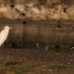 Bubulcus coromandus (Eastern Cattle Egret) at Drouin, VIC - 19 Mar 2024 by Petesteamer