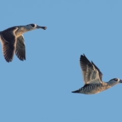 Malacorhynchus membranaceus (Pink-eared Duck) at Drouin, VIC - 19 Mar 2024 by Petesteamer