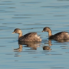 Poliocephalus poliocephalus (Hoary-headed Grebe) at Drouin, VIC - 19 Mar 2024 by Petesteamer