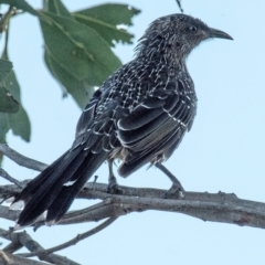 Anthochaera chrysoptera (Little Wattlebird) at Drouin, VIC - 19 Mar 2024 by Petesteamer