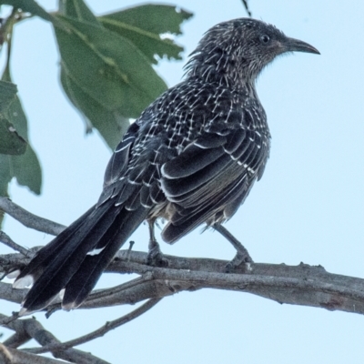 Anthochaera chrysoptera (Little Wattlebird) at Drouin, VIC - 18 Mar 2024 by Petesteamer