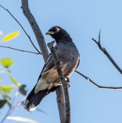 Acridotheres tristis (Common Myna) at Drouin, VIC - 18 Mar 2024 by Petesteamer