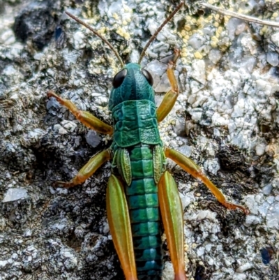 Kosciuscola tristis (Chameleon Grasshopper) at Kosciuszko National Park - 19 Mar 2024 by HelenCross