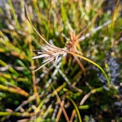 Carpha nivicola at Kosciuszko National Park - 19 Mar 2024