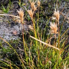 Carpha nivicola at Kosciuszko National Park - 19 Mar 2024