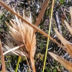 Carpha nivicola at Kosciuszko National Park - 19 Mar 2024