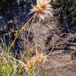 Carpha nivicola at Kosciuszko National Park - 19 Mar 2024