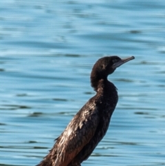 Phalacrocorax sulcirostris (Little Black Cormorant) at Drouin, VIC - 18 Mar 2024 by Petesteamer