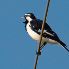 Grallina cyanoleuca (Magpie-lark) at Drouin, VIC - 18 Mar 2024 by Petesteamer