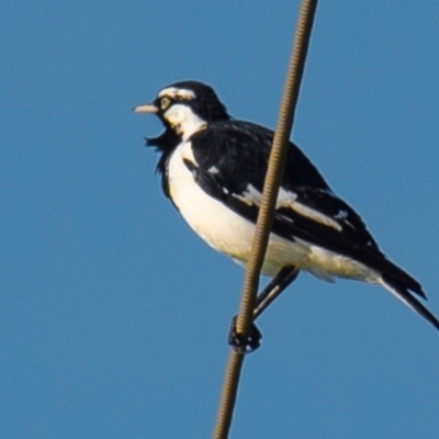 Grallina cyanoleuca (Magpie-lark) at Drouin, VIC - 18 Mar 2024 by Petesteamer