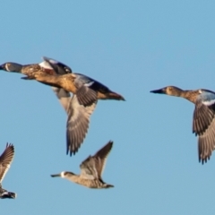 Spatula rhynchotis (Australasian Shoveler) at Drouin, VIC - 18 Mar 2024 by Petesteamer