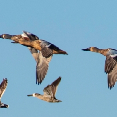 Spatula rhynchotis (Australasian Shoveler) at Drouin, VIC - 18 Mar 2024 by Petesteamer