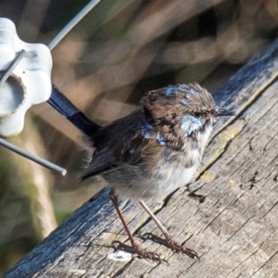 Malurus cyaneus (Superb Fairywren) at Drouin, VIC - 19 Mar 2024 by Petesteamer