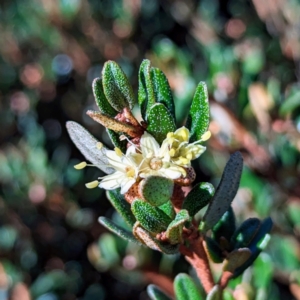 Phebalium squamulosum subsp. ozothamnoides at Kosciuszko National Park - 19 Mar 2024