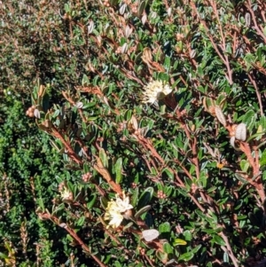 Phebalium squamulosum subsp. ozothamnoides at Kosciuszko National Park - 19 Mar 2024