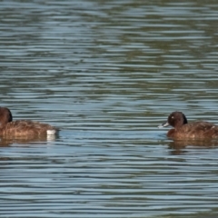 Aythya australis (Hardhead) at Drouin, VIC - 19 Mar 2024 by Petesteamer