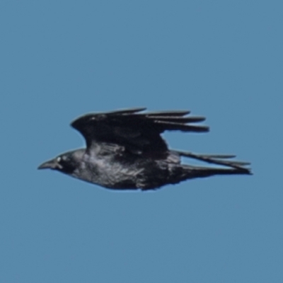 Corvus mellori (Little Raven) at Drouin, VIC - 18 Mar 2024 by Petesteamer