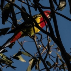 Platycercus eximius (Eastern Rosella) at Drouin, VIC - 18 Mar 2024 by Petesteamer