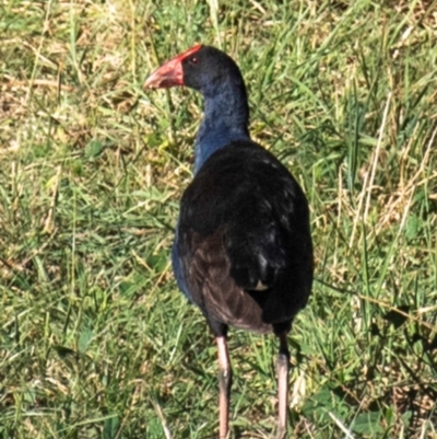 Porphyrio melanotus (Australasian Swamphen) at Drouin, VIC - 19 Mar 2024 by Petesteamer