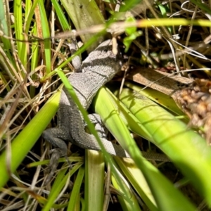 Amphibolurus muricatus at QPRC LGA - suppressed