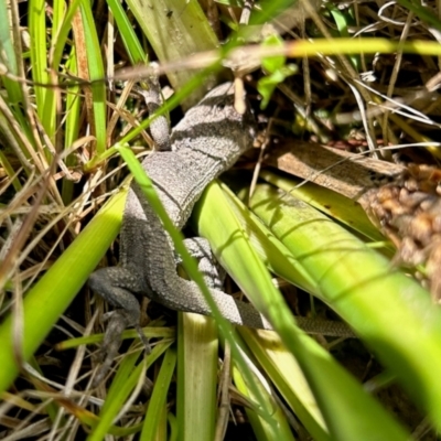 Amphibolurus muricatus (Jacky Lizard) at QPRC LGA - 19 Mar 2024 by LisaH