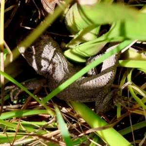 Amphibolurus muricatus at QPRC LGA - suppressed