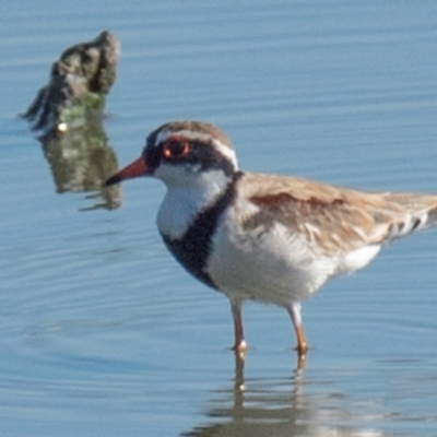 Charadrius melanops (Black-fronted Dotterel) at Drouin, VIC - 18 Mar 2024 by Petesteamer