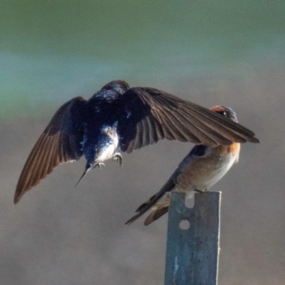 Hirundo neoxena (Welcome Swallow) at Drouin, VIC - 18 Mar 2024 by Petesteamer