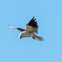 Elanus axillaris (Black-shouldered Kite) at Drouin, VIC - 19 Mar 2024 by Petesteamer