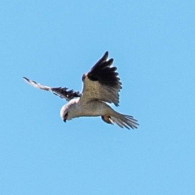 Elanus axillaris (Black-shouldered Kite) at Drouin, VIC - 18 Mar 2024 by Petesteamer