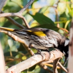 Phylidonyris novaehollandiae (New Holland Honeyeater) at Drouin, VIC - 18 Mar 2024 by Petesteamer