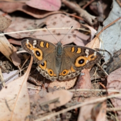 Junonia villida (Meadow Argus) at Higgins, ACT - 18 Mar 2024 by Untidy