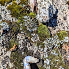 Euastacus sp. (genus) (Spiny crayfish) at Kosciuszko National Park - 19 Mar 2024 by HelenCross