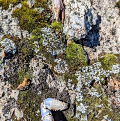 Euastacus sp. (genus) (Spiny crayfish) at Kosciuszko National Park - 19 Mar 2024 by HelenCross