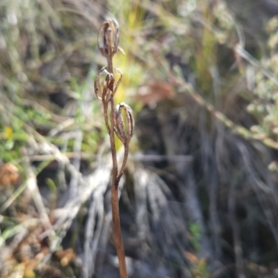 Thelymitra (Genus) (Sun Orchid) at Point 5821 - 19 Mar 2024 by BethanyDunne