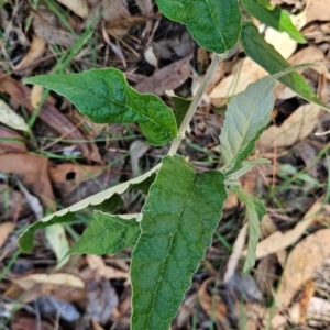 Olearia lirata at Black Mountain - 19 Mar 2024