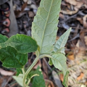 Olearia lirata at Black Mountain - 19 Mar 2024 12:58 PM