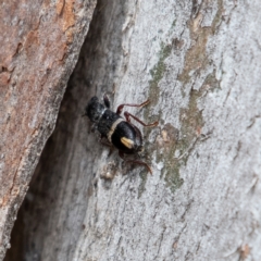Lemidia accincta (Clerid beetle) at Cantor Crescent Woodland, Higgins - 18 Mar 2024 by Untidy