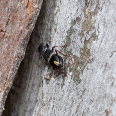 Lemidia accincta (Clerid beetle) at Higgins, ACT - 18 Mar 2024 by Untidy