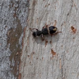 Lemidia accincta at Cantor Crescent Woodland, Higgins - 18 Mar 2024