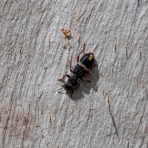 Lemidia accincta at Cantor Crescent Woodland, Higgins - 18 Mar 2024 12:16 PM