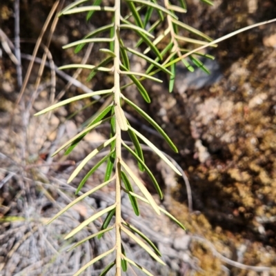 Astrotricha ledifolia (Common Star-hair) at Acton, ACT - 19 Mar 2024 by BethanyDunne