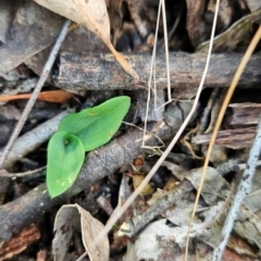 Chiloglottis sp. (A Bird/Wasp Orchid) at Acton, ACT - 19 Mar 2024 by BethanyDunne