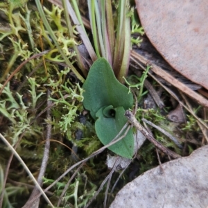 Chiloglottis sp. at Black Mountain - 19 Mar 2024