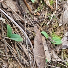 Chiloglottis sp. (A Bird/Wasp Orchid) at Acton, ACT - 18 Mar 2024 by BethanyDunne